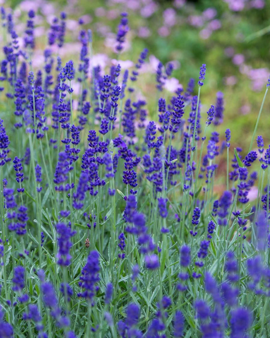 Lavender field in bloom, a Fougère du Couvent ingredient reference