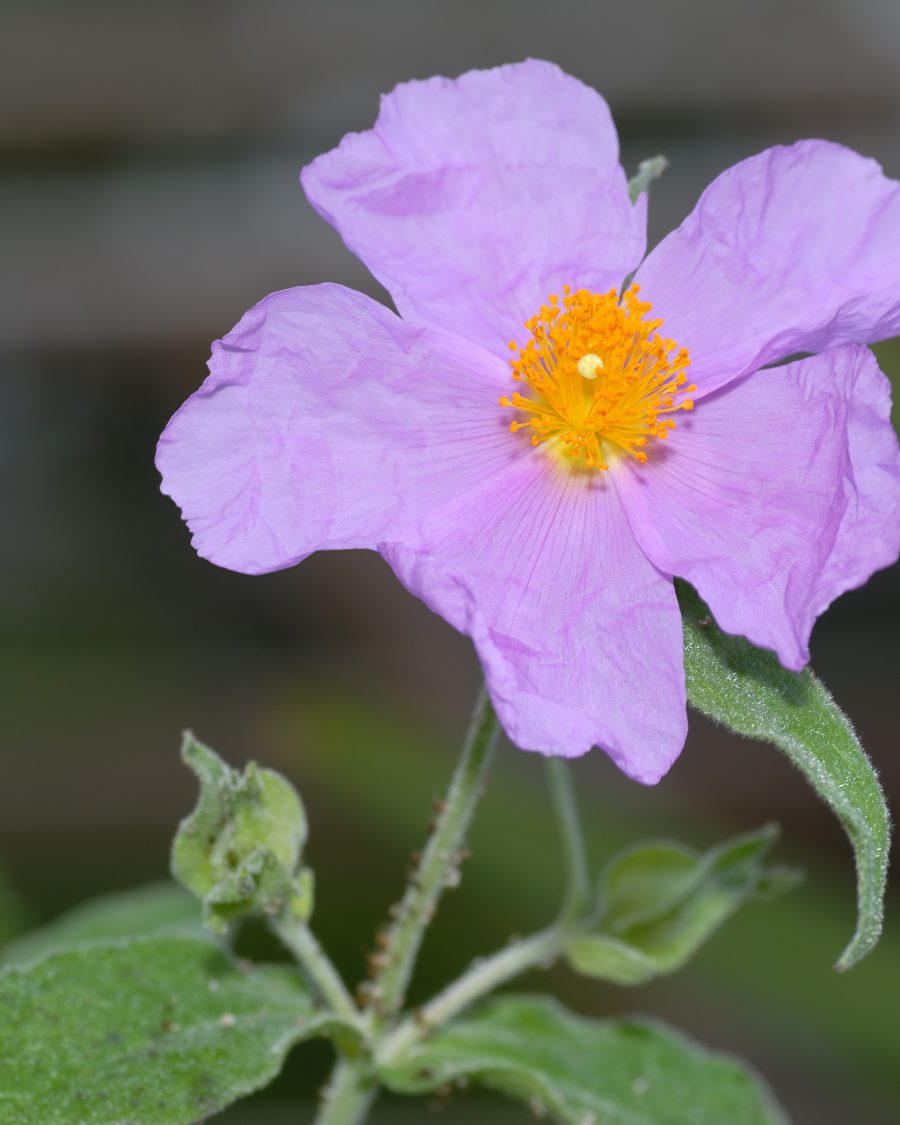 Rockrose (Cistus), source of the labdanum in Mousse d'Ombre
