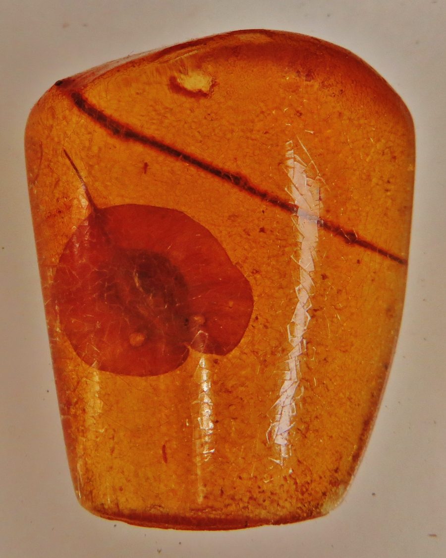 A polished raw amber specimen — the fossil resin the accord borrows its name from, not an ingredient in it