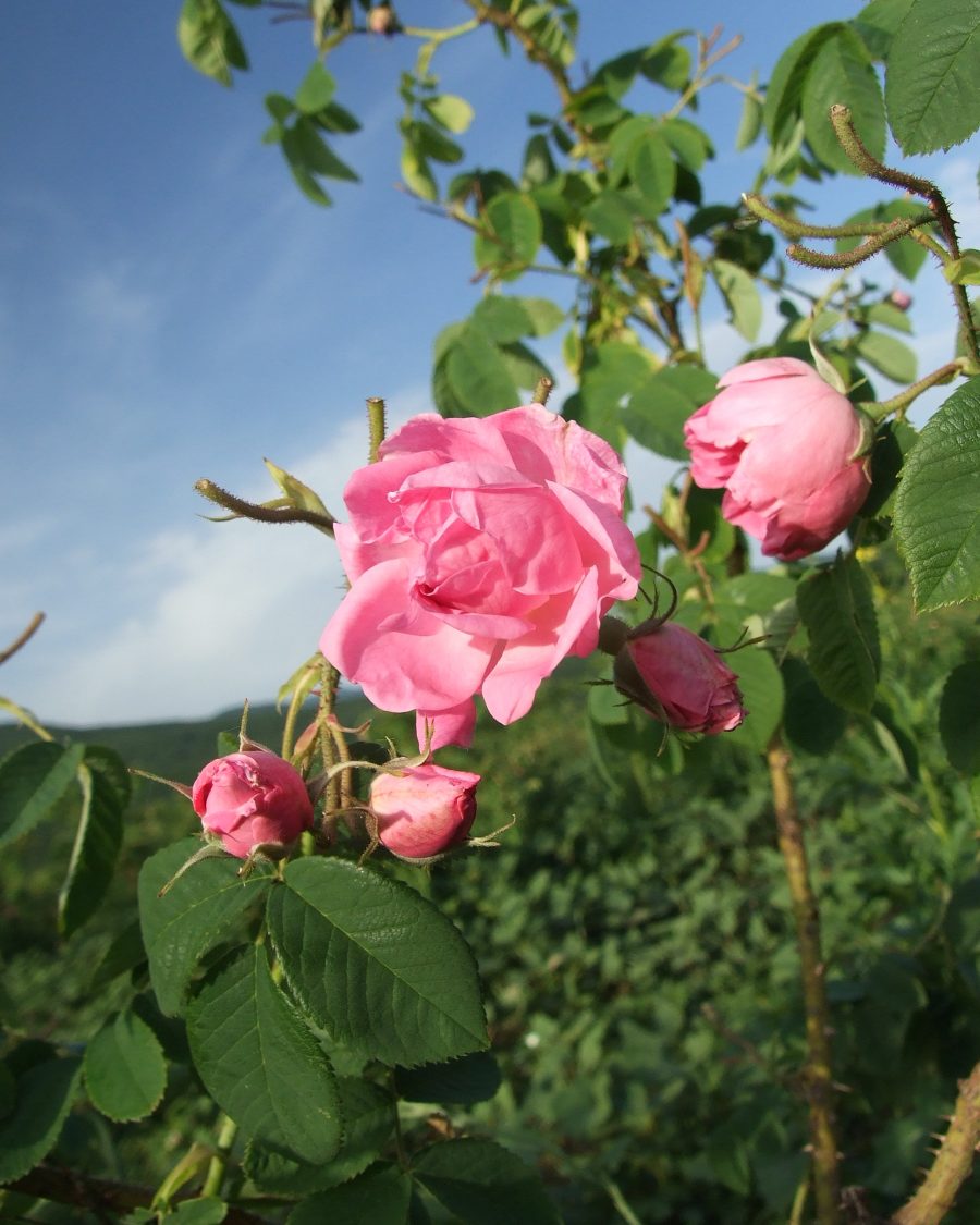 Rose petals and rose otto oil, a Fleur de Grasse ingredient reference