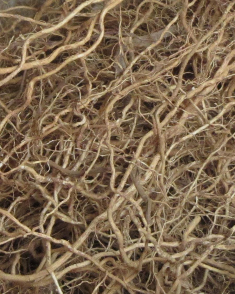 Vetiver root, a Bois de Vétiver ingredient reference